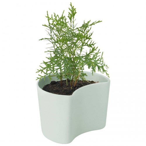릭틱 Your Tree Degradable Pot With Seed 그린 RIG-TIG Your Tree Degradable Pot With Seed  Green 01167