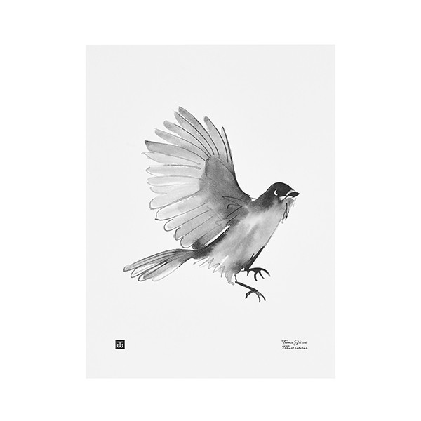TEEMU JARVI ILLUSTRATIONS TE에뮤 Siberian Jay poster 30 x 40 cm TJPoSFG-SJ1