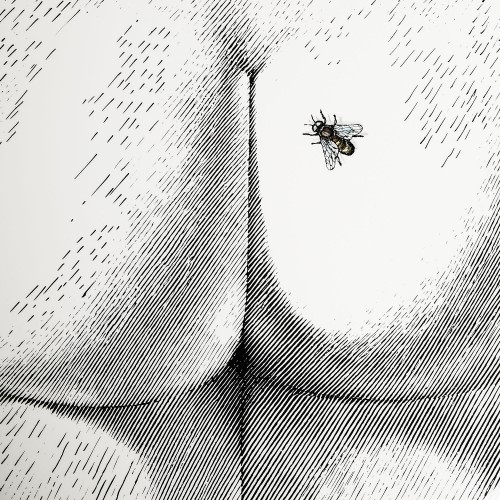포르나세티 스툴 Bee on my back colour Fornasetti Stool Bee on my back colour 00060